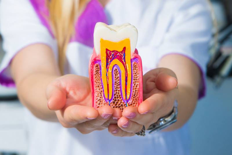 detailed model large healthy tooth