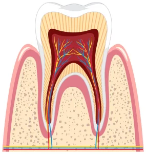 tooth anatomy gum white background 1308 92465